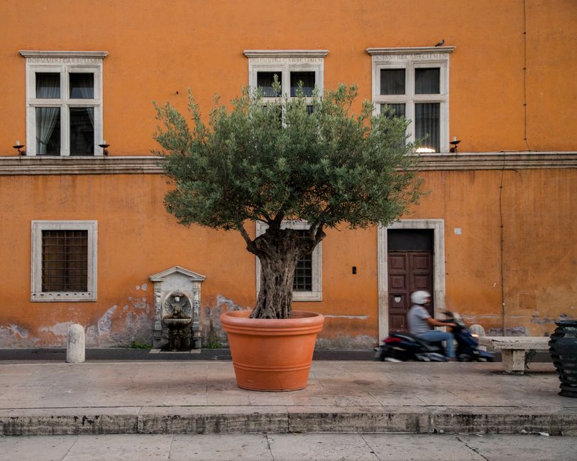Sunčana terasa s maslinama u posudama