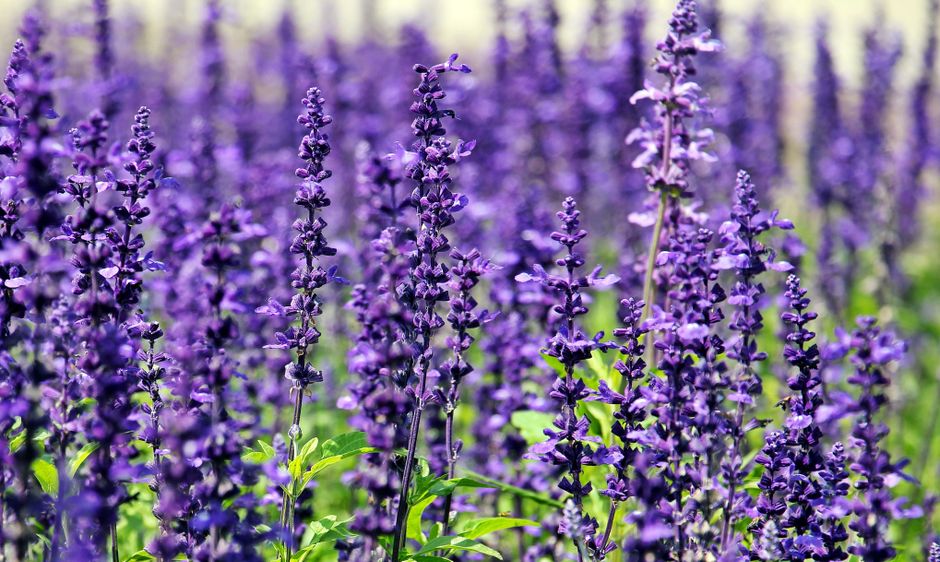 Lavanda u cvatu